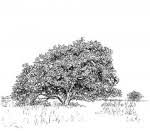 Image result for Thespesia garckeana