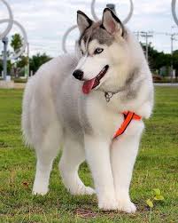 See more ideas about alaskan malamute, malamute, alaskan. 81 Ide Puppies Sweet Siberian Husky Anjing German Shepherd
