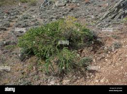Image result for Adenocarpus mannii