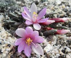 Lewisia La Energia De Las Flores Flores De California Flores Bonitas Terapia Floral