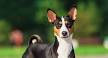 Basenji Puppies For Sale - AKC PuppyFinder