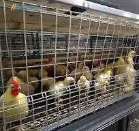 Cómo Elegir la Jaula Adecuada para Gallinas: Una Guía Completa