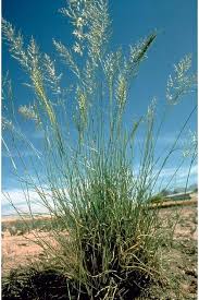 Image result for Eragrostis sarmentosa