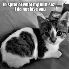 That Really Hurts Me Kitty Lolcats Lol Cat Memes Funny Cats Funny Cat Pictures With Words On Them Funny Pictures Lol Cat Memes Lol Cats