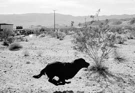 John Divola Dogs Chasing My Car In The Desert John Divola Dogs Chasing My Car In The Desert 1995 1998 American Suburb X Dogs Canine California Desert