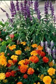 Marigolds Mosquito Repelling Plants Mosquito Plants Mosquito Repellent Homemade