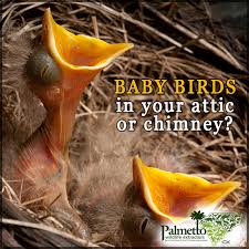 This can be a problem if you need to use the fireplace, and the noise alone after all of the nesting material is out of the chimney, call in a chimney sweep to clean out everything and get it ready to use again. Pin On Wildlife Extractions