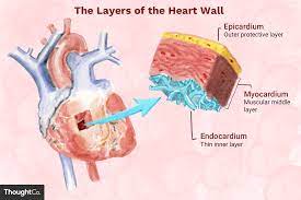 The Heart Wall Is Made Up Of 3 Layers That Have Their Own Functions Heart Wall Heart Anatomy Human Heart Diagram
