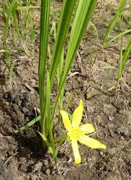 Image result for Curculigo