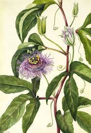 American Art Botanical Illustration Botanical Painting Botanical Illustration Watercolor