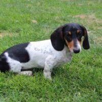 If you have a pool that is not separate from the area the dog will have access to, your application will be declined. Dachshund Puppies For Sale By Reputable Breeders Pets4you Com