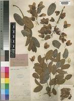 Image result for Hymenocardia