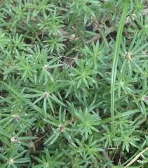 Image result for Portulacaceae