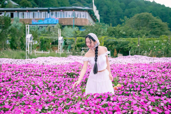 Một góc Pink Valley rực rỡ, nhẹ nhàng như hơi thở của Đà Lạt ...