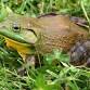 Natural History Pub: Bullfrog Removal in the Little Deschutes River