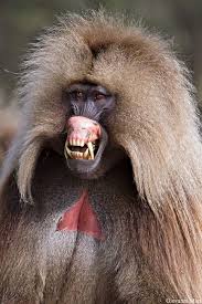 Pin By Leah Mazza On Monkeys Can They Be Trusted Weird Animals Animals Beautiful Unusual Animals