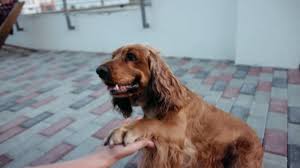 Read our bird room meditations for thoughts on finding or returning to christianity. Dogs Puppies Adopted During Covid As Restrictions Work From Home End