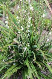 Image result for Chlorophytum affine