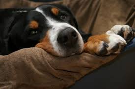 Chewy Shares Find A Natural Home In Proshares Pet Care Etf