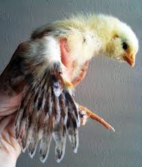 After several years of pestering my wife to get backyard chickens, she finally relented this past fall. In The Garden Want Backyard Chickens D Magazine