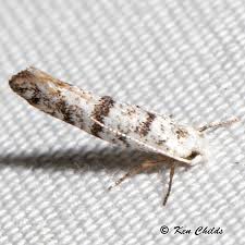 Image result for argyresthia thuiella thuja symptoms
