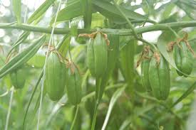 Image result for Littonia modesta