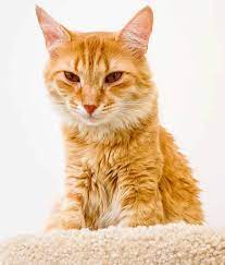 Meow Monday Plain Chicken Cute Cats Photos Cat Love Cute Cats