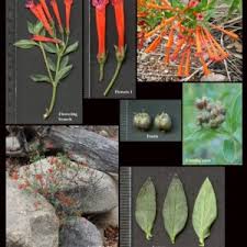 Image result for Rubiaceae