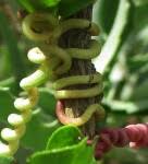 Image result for Cyphostemma schlechteri