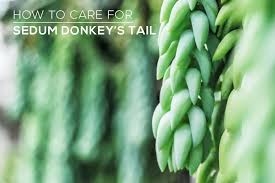Tips on donkey tail plant care, burros tail, makes a beautiful hanging succulent basket or potted plant. How To Care For Sedum Donkey S Tail Succulent Care Guide Tips Succulents Box