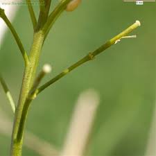 Image result for Cardamine pratensis