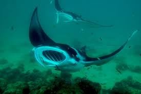36 Foreign Species Proposal Filter Feeder Manta Ray Manta