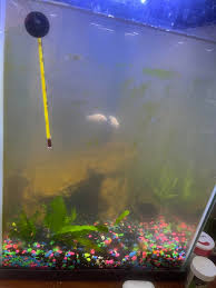 How To Do A Water Change In A Guppy Tank - Quora