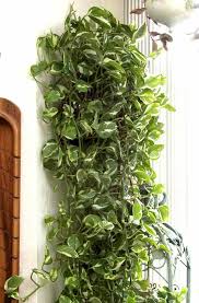 12 Best Air Purifying Indoor Plants You Won T Kill House Plants Indoor Hanging Plants Plant Decor Indoor