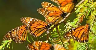 Cuando Abriran Los Santuarios De La Mariposa Monarca En Michoacan El Heraldo De Mexico