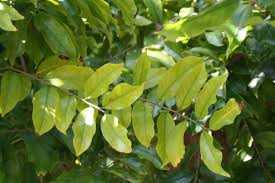 Image result for Antidesma