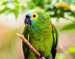 Image result for parrot
