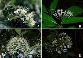 Image result for Pavetta sp. B