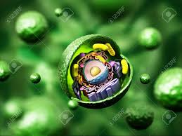 We did not find results for: Animal Cell Anatomy On Green Background 3d Illustration Stock Photo Picture And Royalty Free Image Image 66313216