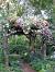Layout Cottage Garden Design