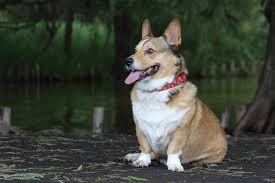 If you bought the recalled dog food, throw it away in a secure container where other animals, including wildlife, cannot get at it. Dog Food Recall Issued Due To Possible Salmonella Contamination