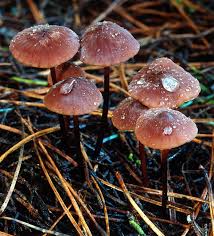 Image result for Marasmius opacus
