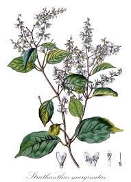 Image result for Loranthaceae
