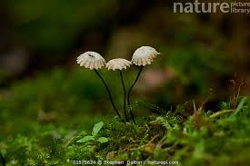 Image result for Marasmius rotula