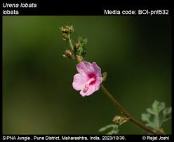 Image result for Urena