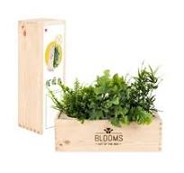 Blooms out of the Box - luchtzuiverende planten (Maat L)