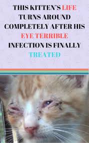 Small gray striped kitten maine coon several months lying on the floor and looking at camera. Heartwarming Cat Rescue Ideas Follow Us For More Awesome Cats Kittens Kawaii Cats Cats Breed Funny Cat Cat Diy Humanized Cats Kittens Cats Cute Cats