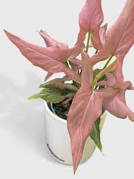 Image result for Syngonium