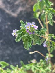 Image result for Lantana rugosa