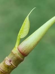 Image result for Ficus chirindensis